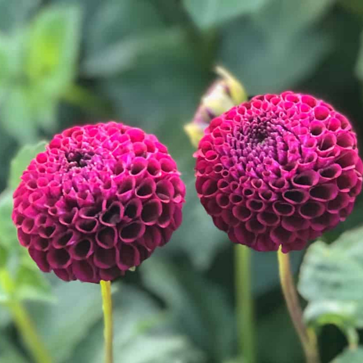 Moore Place Dahlia Seeds - Colorful Garden Blooms, 40+ seeds