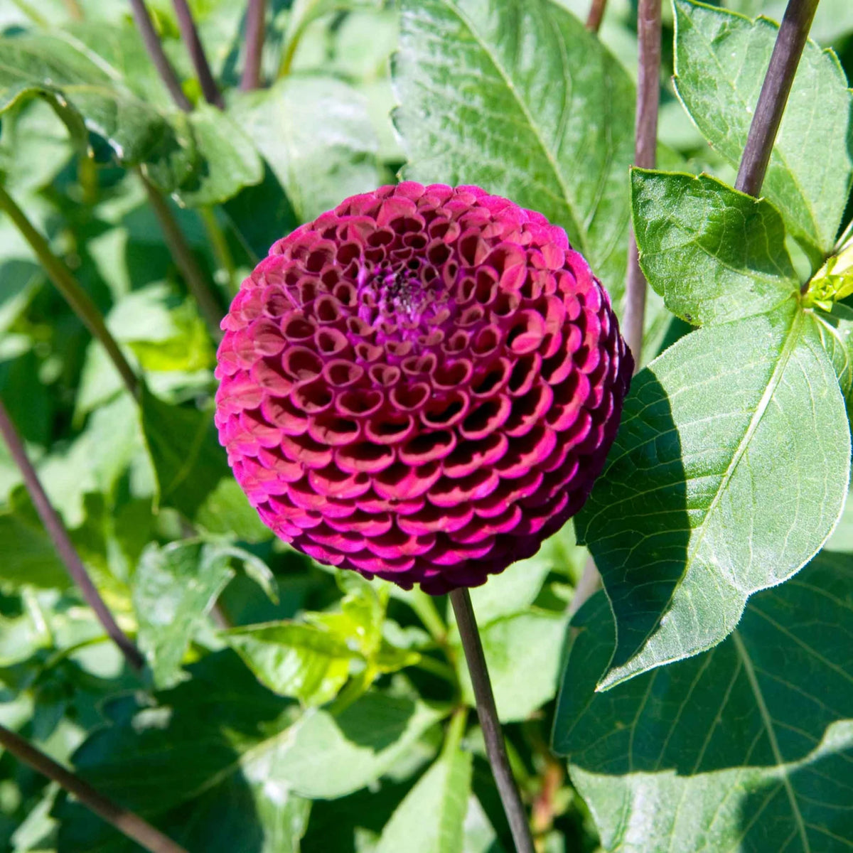 Moore Place Dahlia Seeds - Colorful Garden Blooms, 40+ seeds