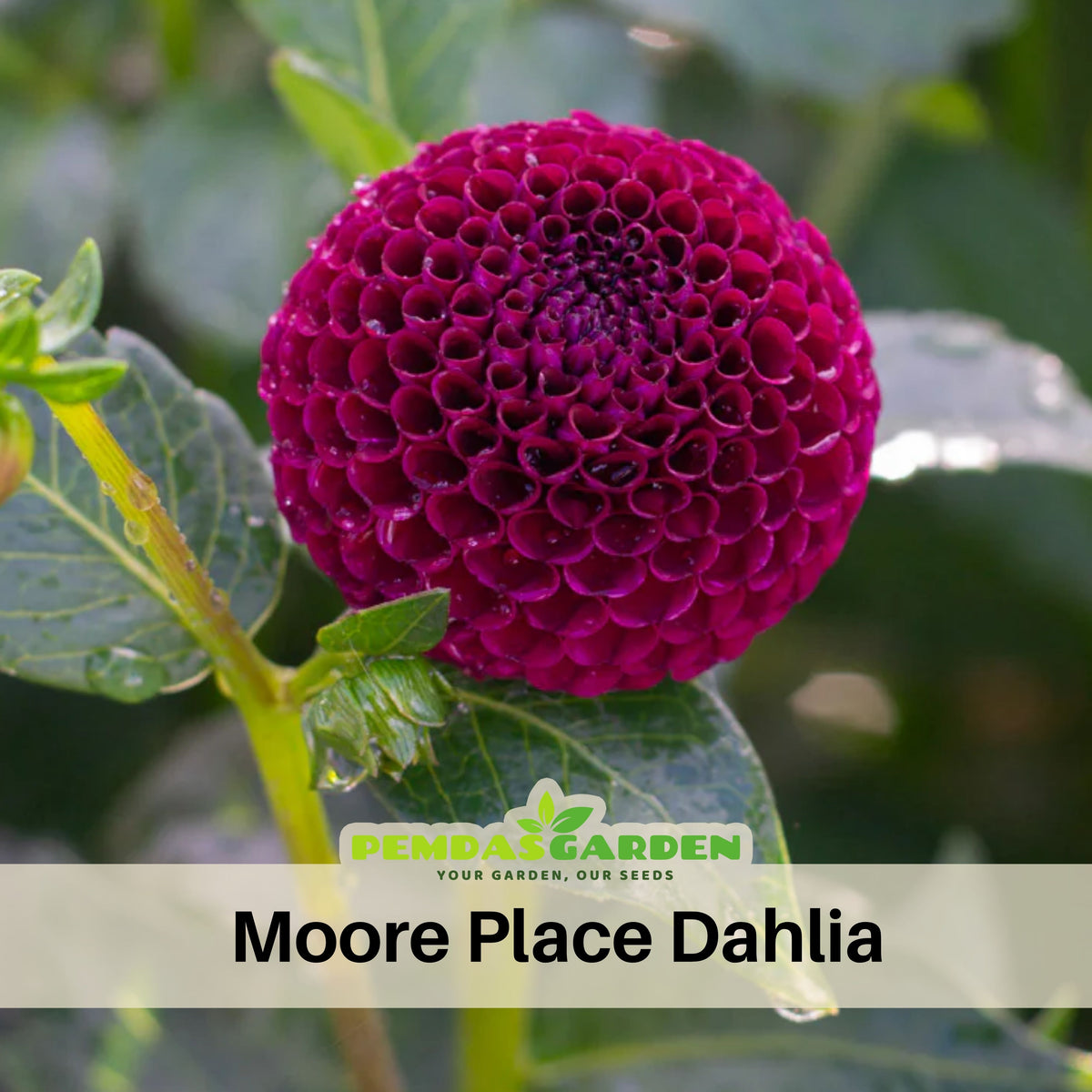 Moore Place Dahlia Seeds - Colorful Garden Blooms, 40+ seeds
