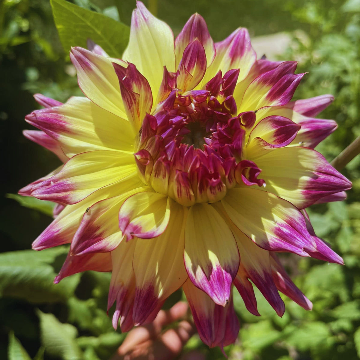 Zoey Rey Dahlia Perennial Seeds - Heirloom Dahlia Mix, 40+ seeds