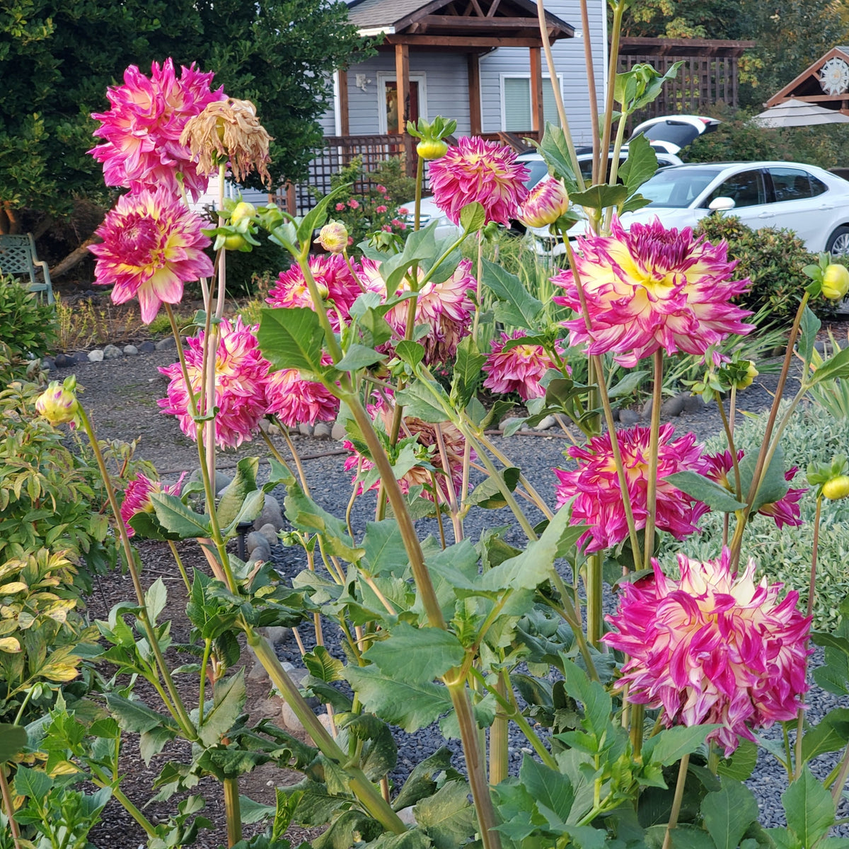 Zoey Rey Dahlia Perennial Seeds - Heirloom Dahlia Mix, 40+ seeds