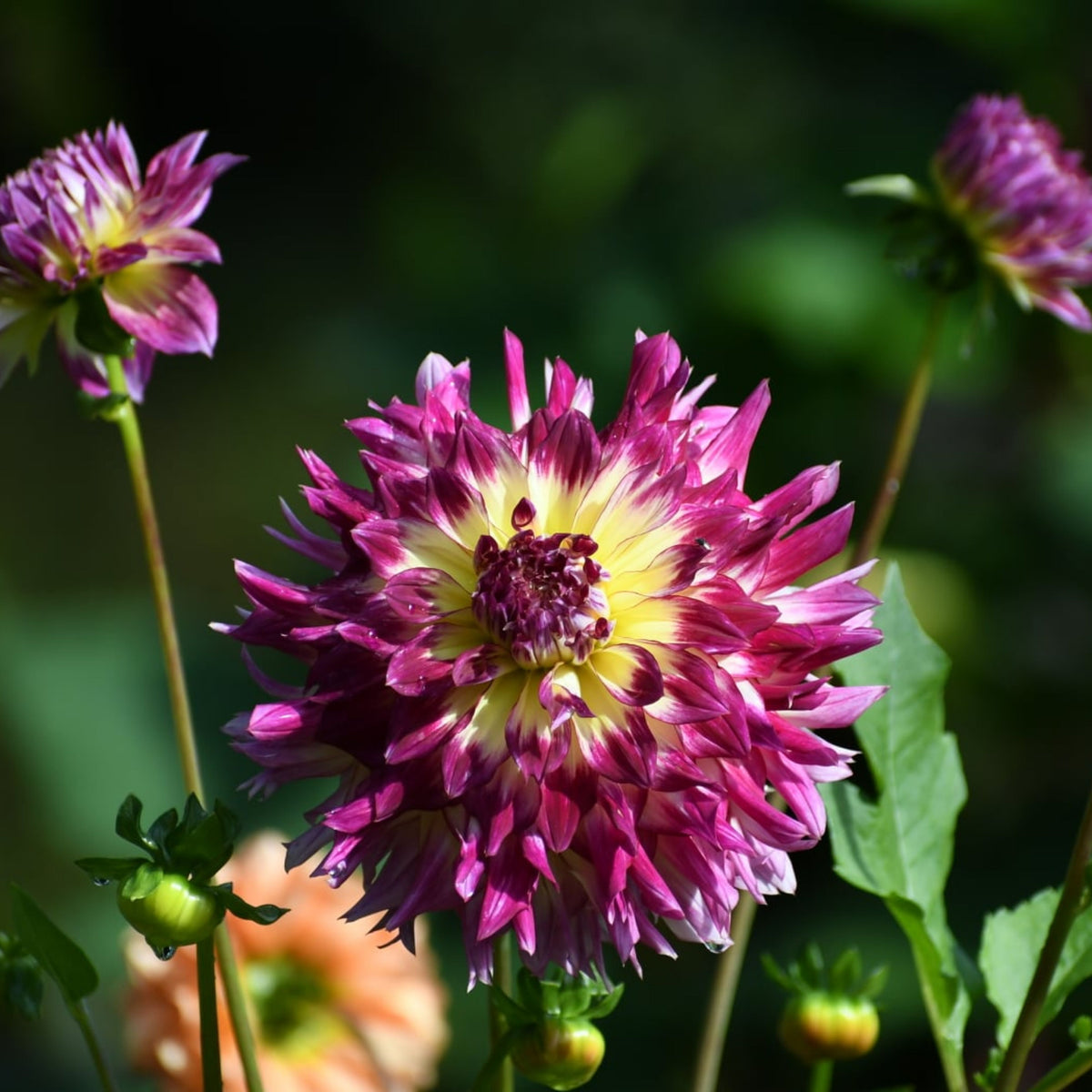 Zoey Rey Dahlia Perennial Seeds - Heirloom Dahlia Mix, 40+ seeds