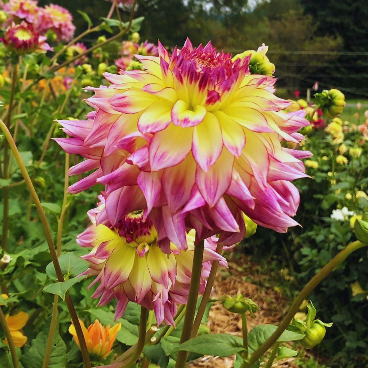 Zoey Rey Dahlia Perennial Seeds - Heirloom Dahlia Mix, 40+ seeds