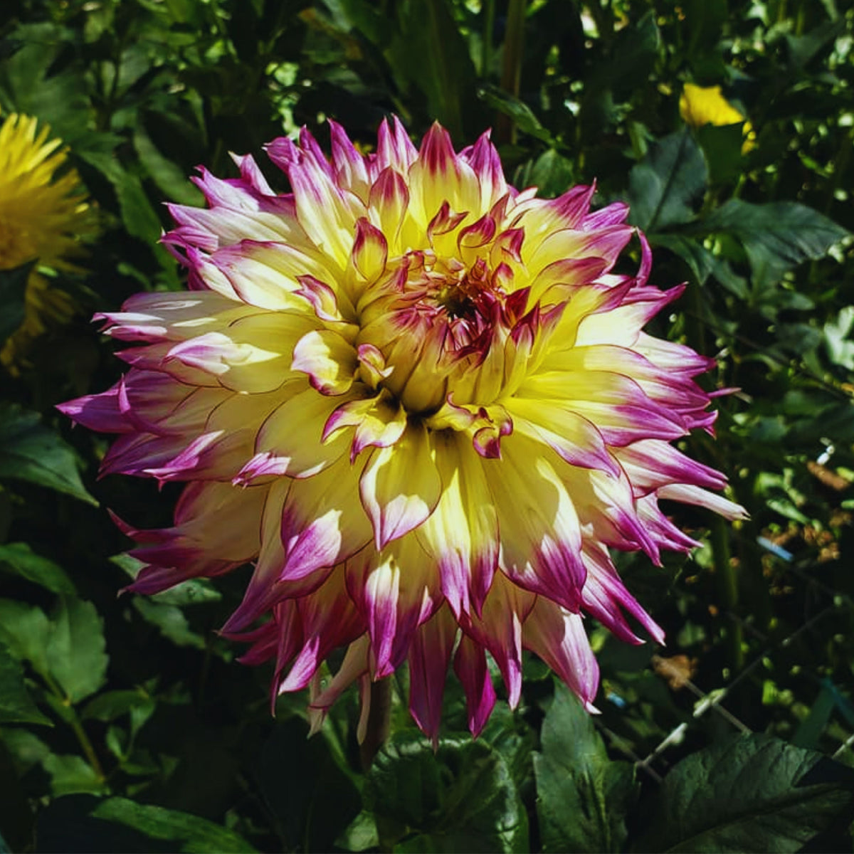 Zoey Rey Dahlia Perennial Seeds - Heirloom Dahlia Mix, 40+ seeds
