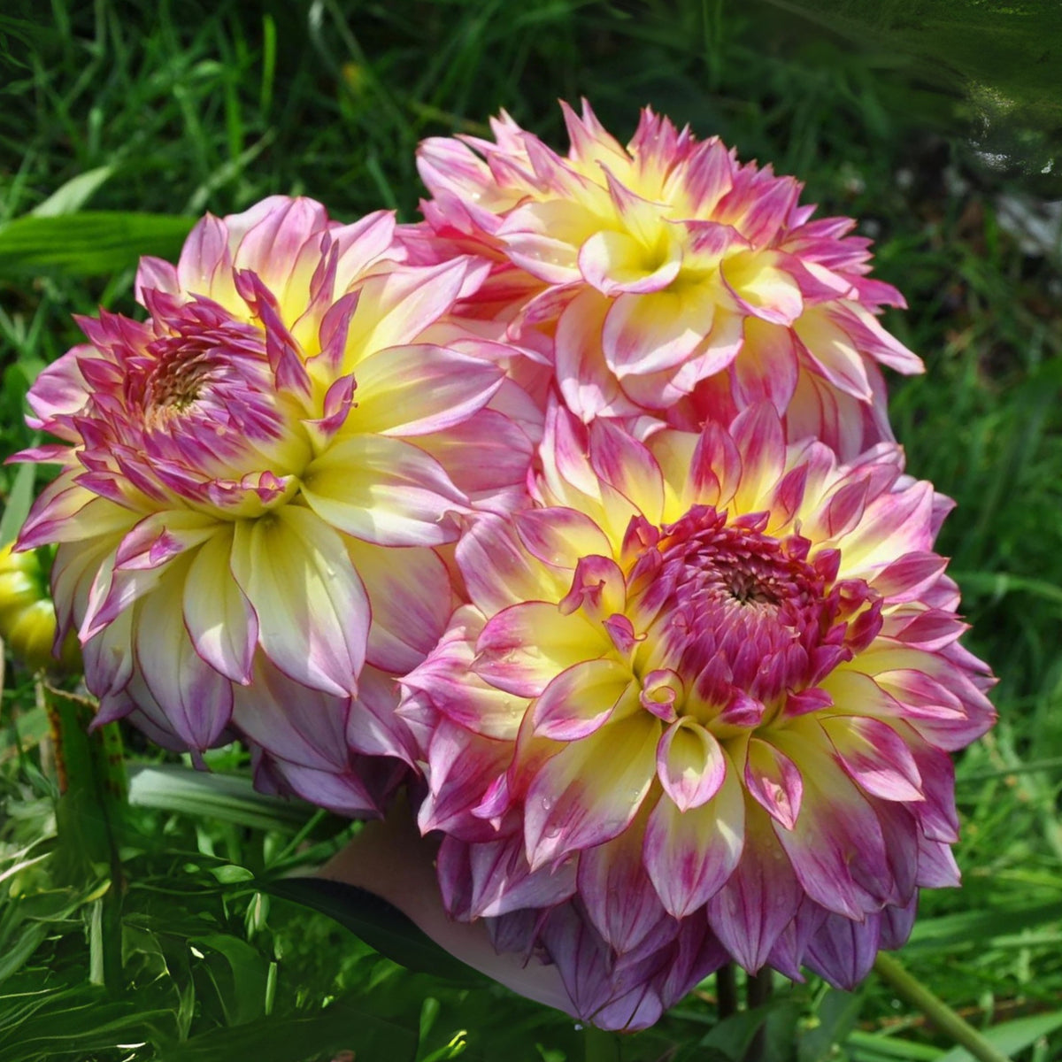 Zoey Rey Dahlia Perennial Seeds - Heirloom Dahlia Mix, 40+ seeds