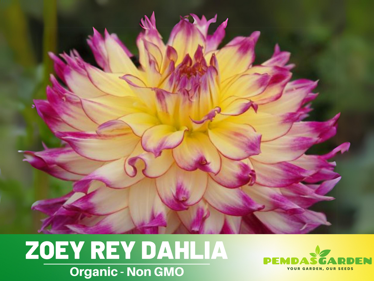 40+ Seeds|  Zoey Rey Dahlia  Perennial Seeds #D079