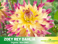 40+ Seeds|  Zoey Rey Dahlia  Perennial Seeds– Heirloom Dahlia Mix, Colorful Blooms for Garden Borders, Cut Flowers, Easy to Grow Annual Seeds #D079