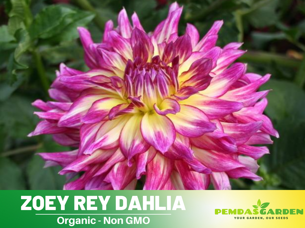 40+ Seeds|  Zoey Rey Dahlia  Perennial Seeds #D079