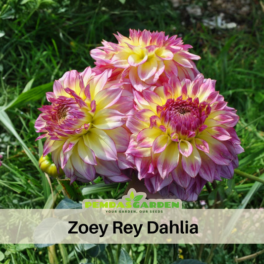 Zoey Rey Dahlia Perennial Seeds - Heirloom Dahlia Mix, 40+ seeds