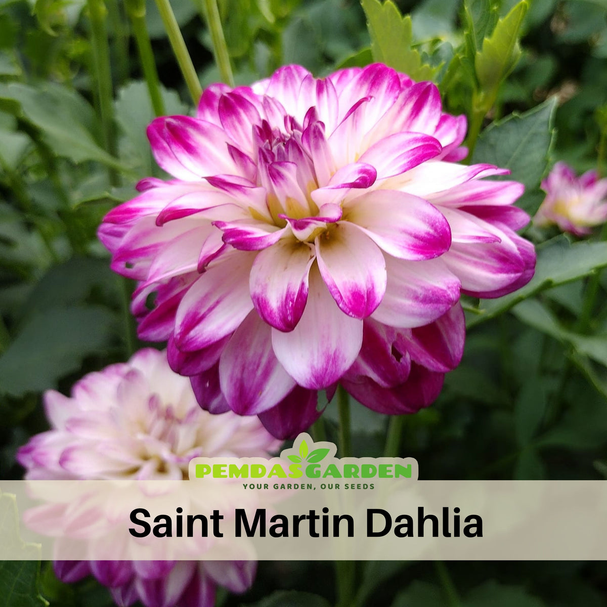 Saint Martin Dahlia Seeds Heirloom Dahlia Flower Seeds, 40+ seeds