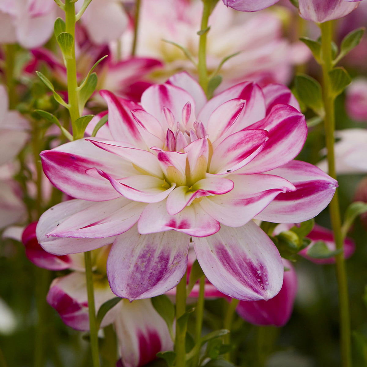 Saint Martin Dahlia Seeds Heirloom Dahlia Flower Seeds, 40+ seeds