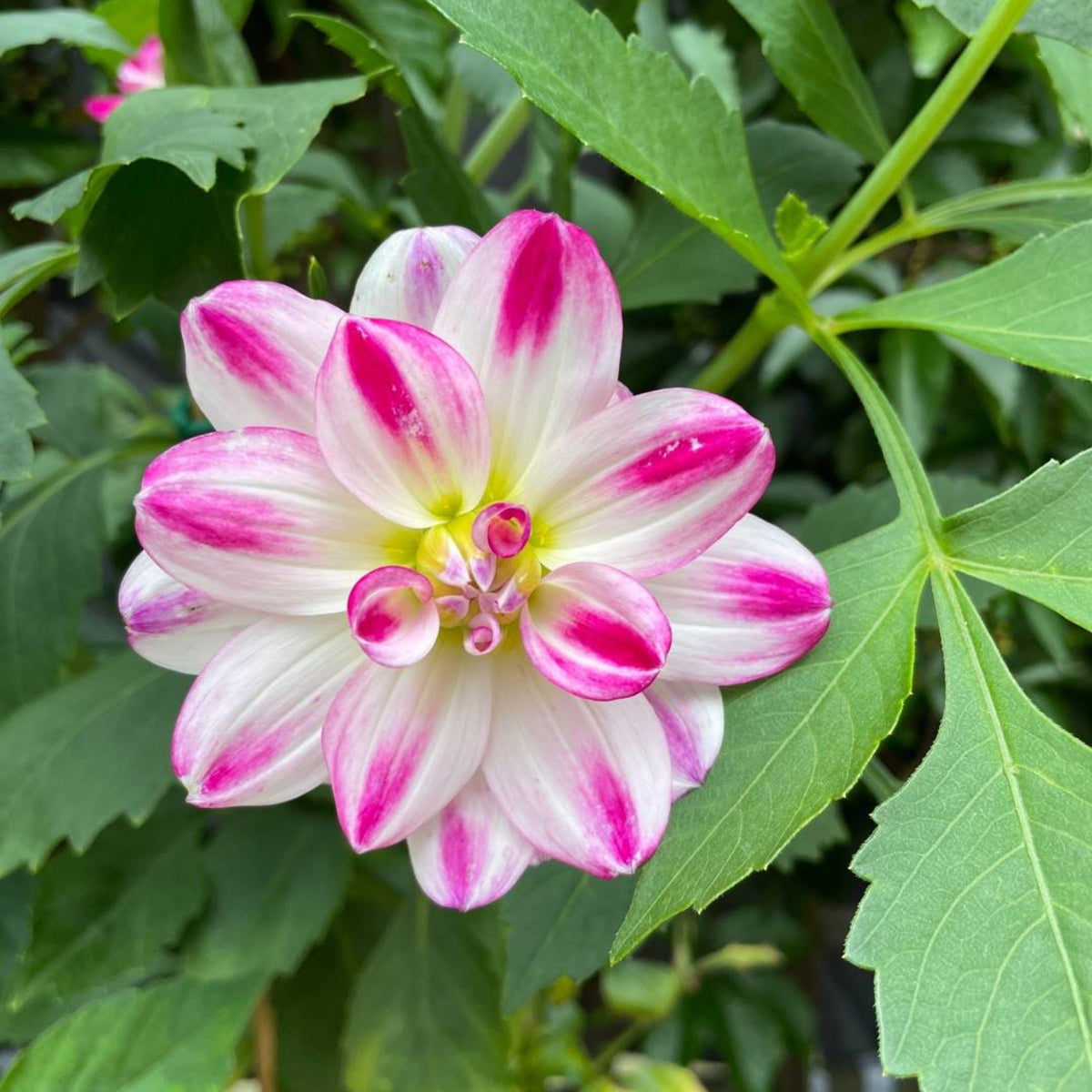 Saint Martin Dahlia Seeds Heirloom Dahlia Flower Seeds, 40+ seeds