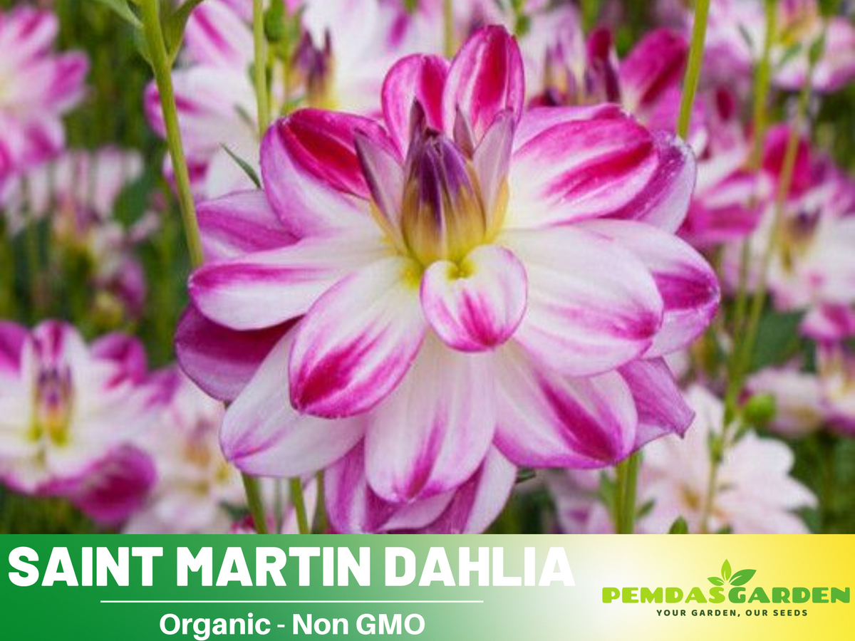 40+ Seeds|  Saint Martin Dahlia  Perennial Seeds #D080
