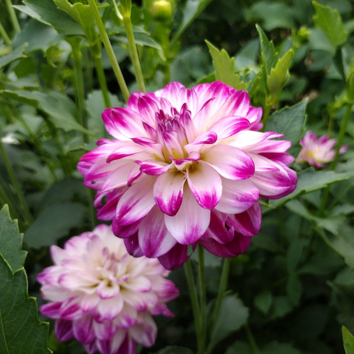 Saint Martin Dahlia Seeds Heirloom Dahlia Flower Seeds, 40+ seeds