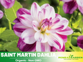 40+ Seeds|  Saint Martin Dahlia  Seeds Heirloom Dahlia Flower Seeds – Non GMO, Open Pollinated Mix for Vibrant Summer Blooms, Garden & Landscaping Flowers#D080