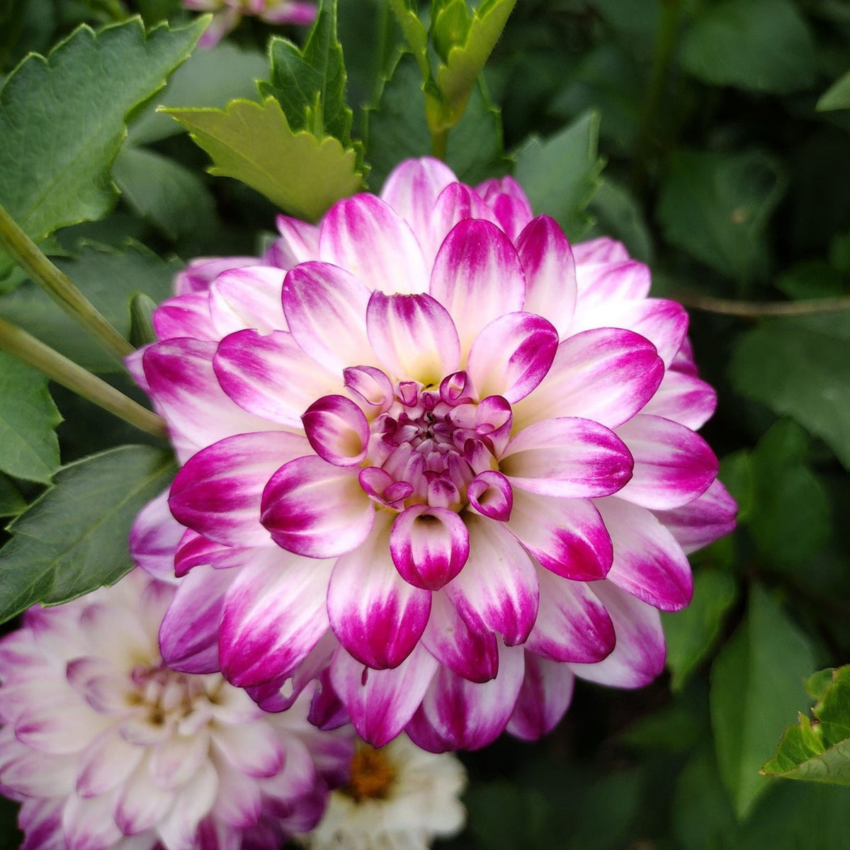 Saint Martin Dahlia Seeds Heirloom Dahlia Flower Seeds, 40+ seeds