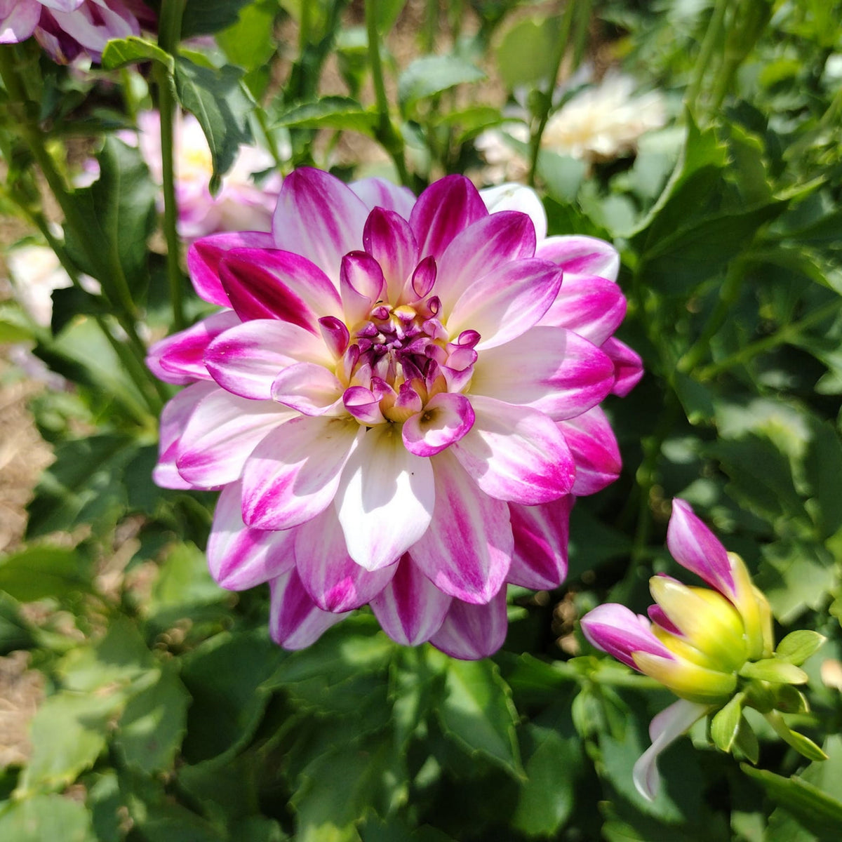 Saint Martin Dahlia Seeds Heirloom Dahlia Flower Seeds, 40+ seeds