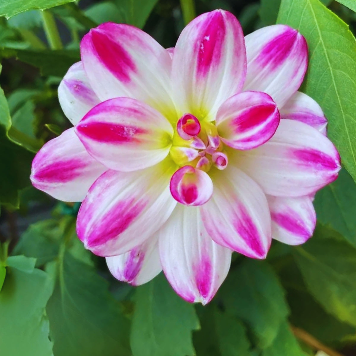 Saint Martin Dahlia Seeds Heirloom Dahlia Flower Seeds, 40+ seeds