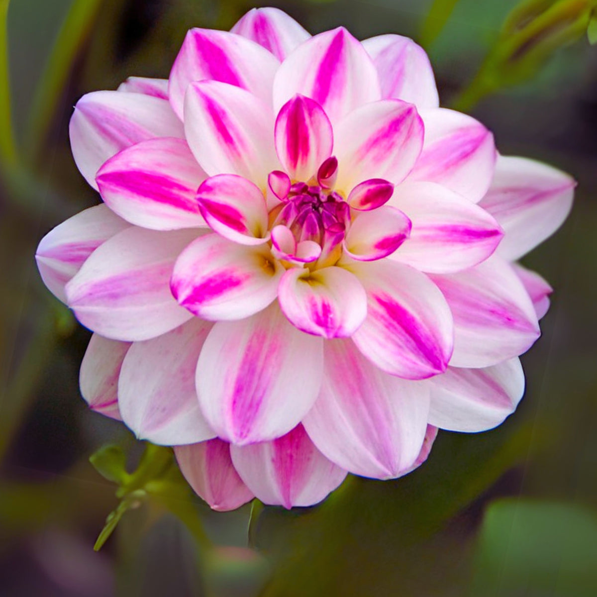 Saint Martin Dahlia Seeds Heirloom Dahlia Flower Seeds, 40+ seeds