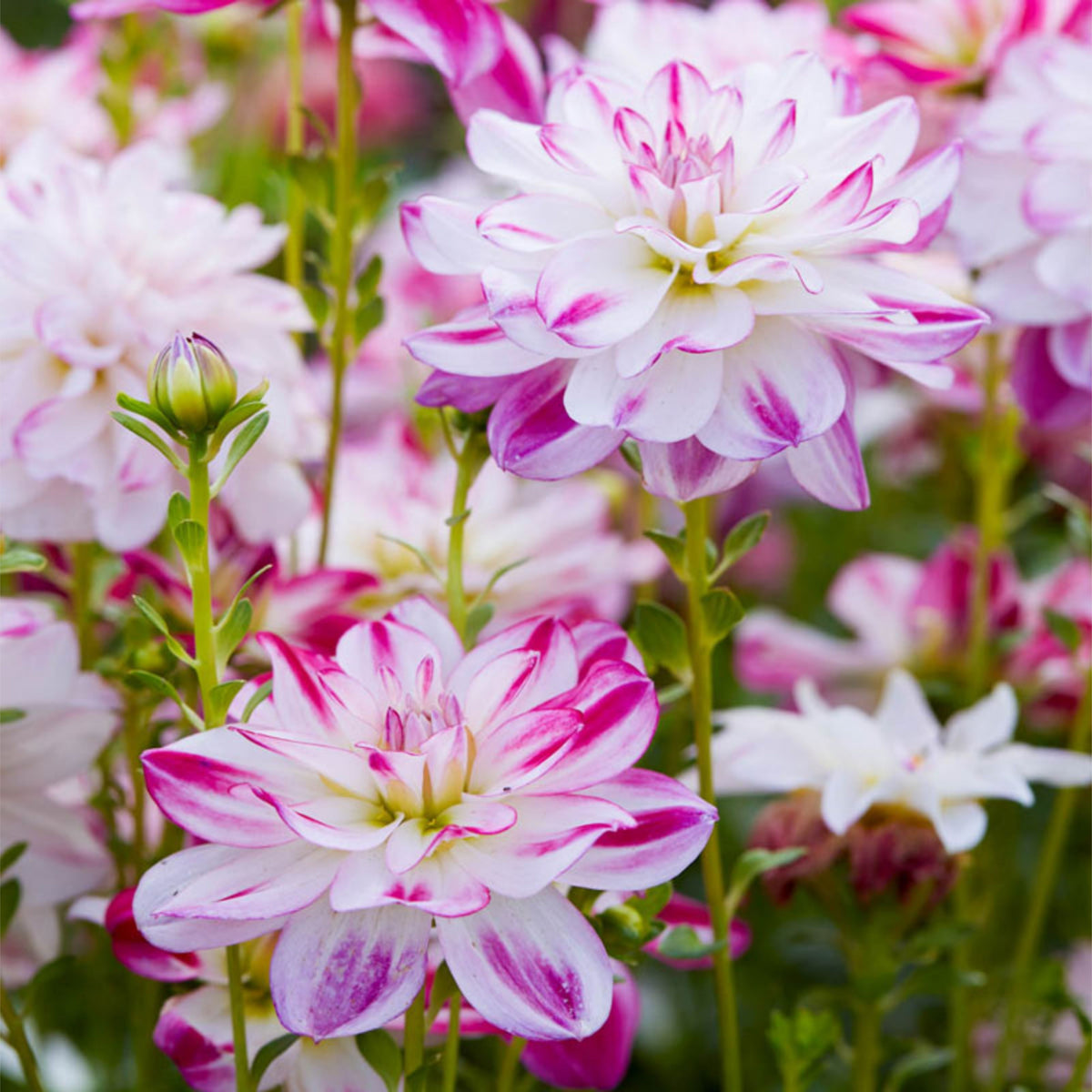Saint Martin Dahlia Seeds Heirloom Dahlia Flower Seeds, 40+ seeds