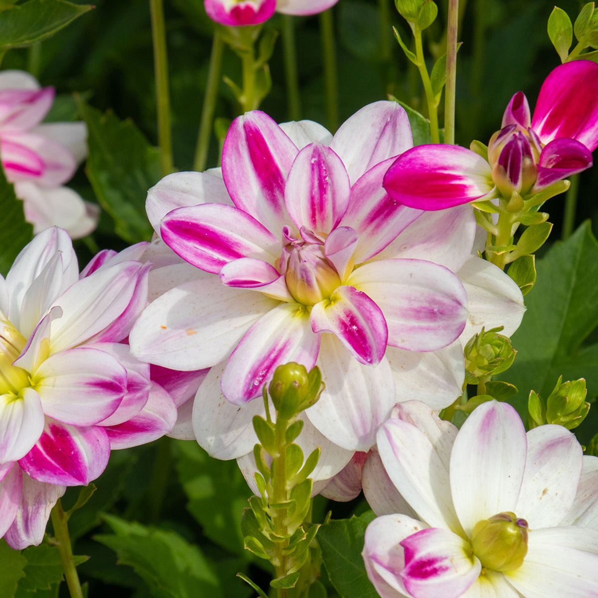 Saint Martin Dahlia Seeds Heirloom Dahlia Flower Seeds, 40+ seeds