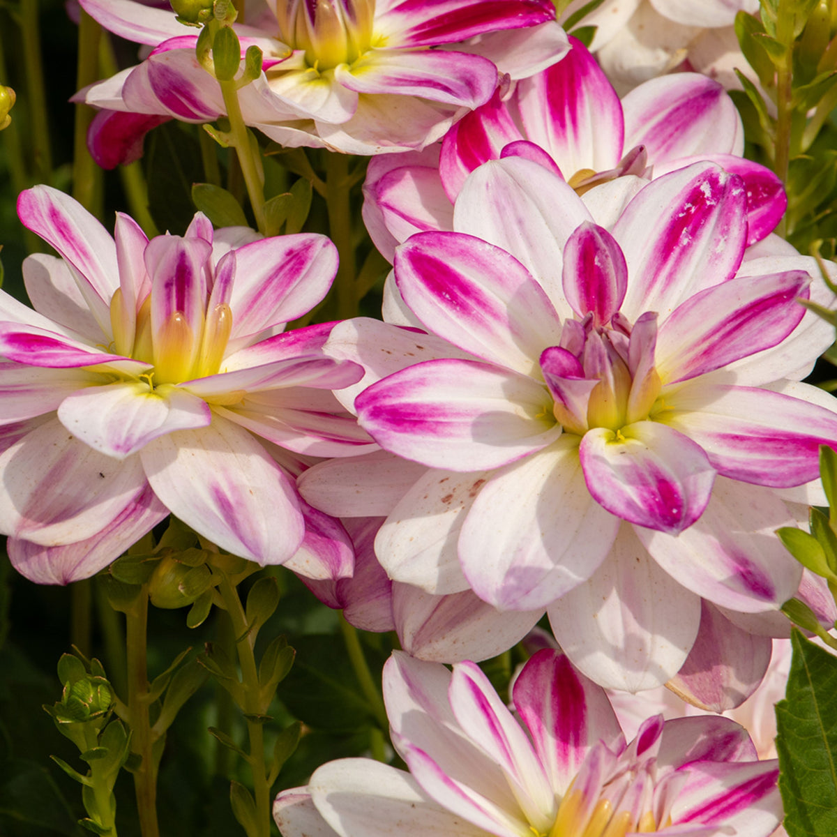 Saint Martin Dahlia Seeds Heirloom Dahlia Flower Seeds, 40+ seeds