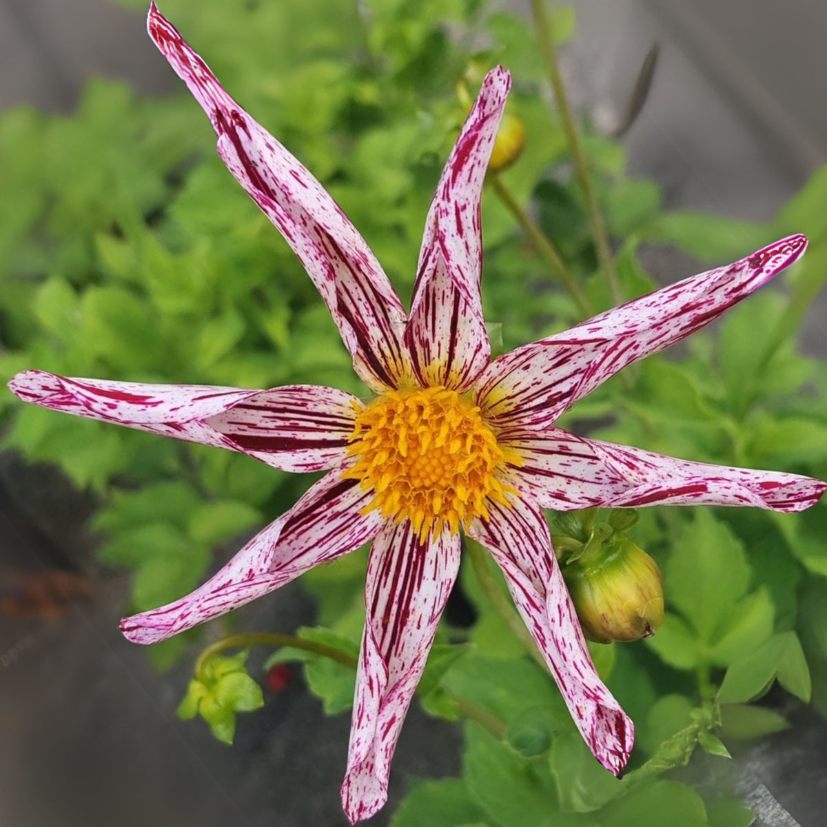 Mignon Destiny's Teacher Dahlia Seeds - Colorful Blooms, 40+ seeds