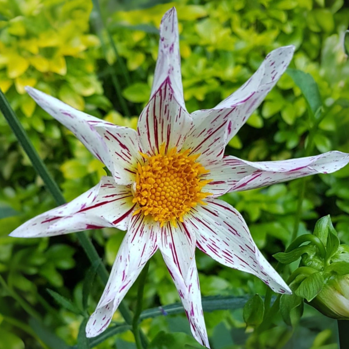 Mignon Destiny's Teacher Dahlia Seeds - Colorful Blooms, 40+ seeds