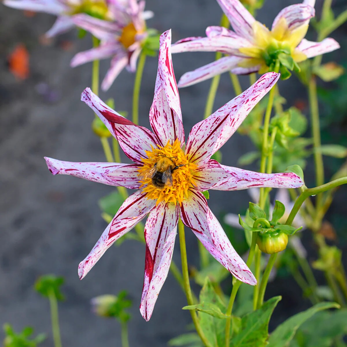 Mignon Destiny's Teacher Dahlia Seeds - Colorful Blooms, 40+ seeds