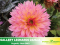 40+ Seeds|  Gallery Leonardo Dahlia  Perennial Seeds – Long Lasting Blooms, Ideal for Cut Flower Arrangements, Vibrant Garden Mix for Summer & Fall#D081