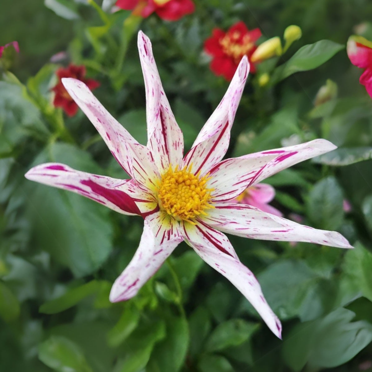 Mignon Destiny's Teacher Dahlia Seeds - Colorful Blooms, 40+ seeds