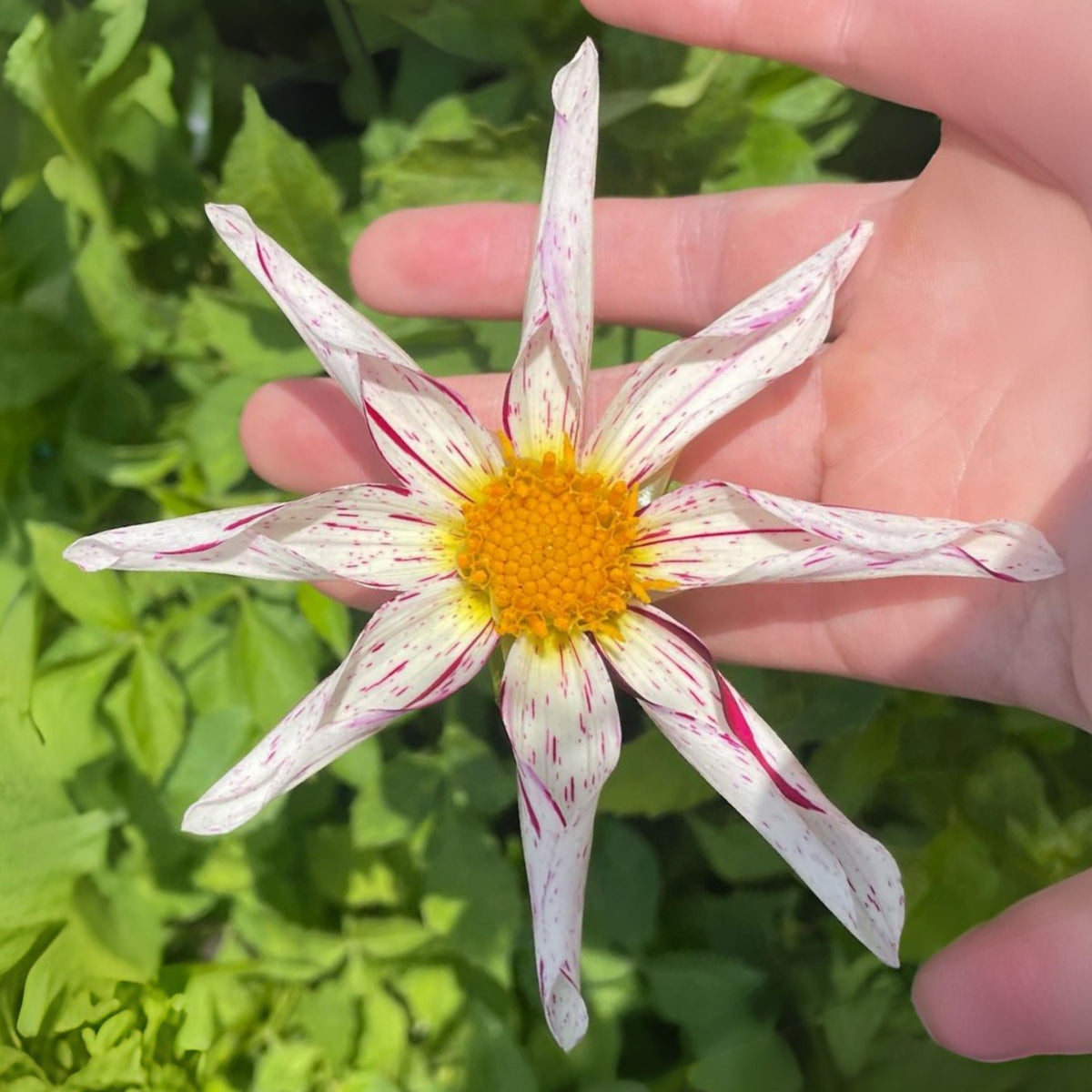 Mignon Destiny's Teacher Dahlia Seeds - Colorful Blooms, 40+ seeds