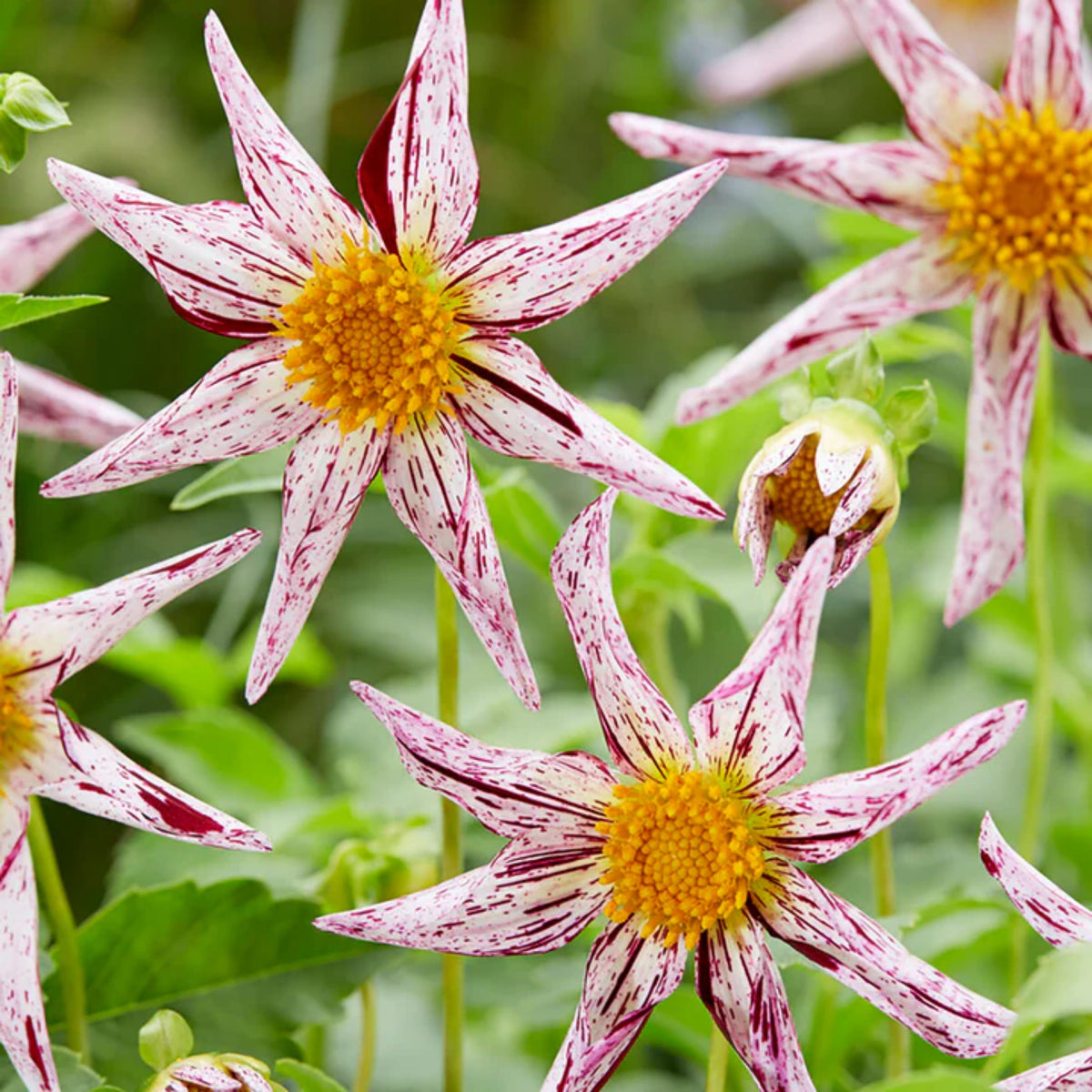 Mignon Destiny's Teacher Dahlia Seeds - Colorful Blooms, 40+ seeds
