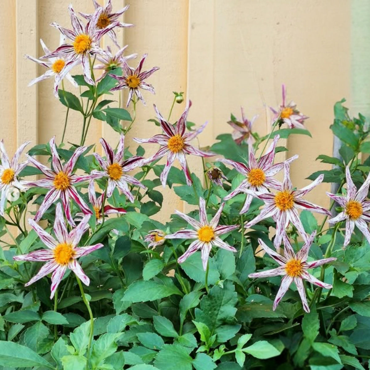 Mignon Destiny's Teacher Dahlia Seeds - Colorful Blooms, 40+ seeds