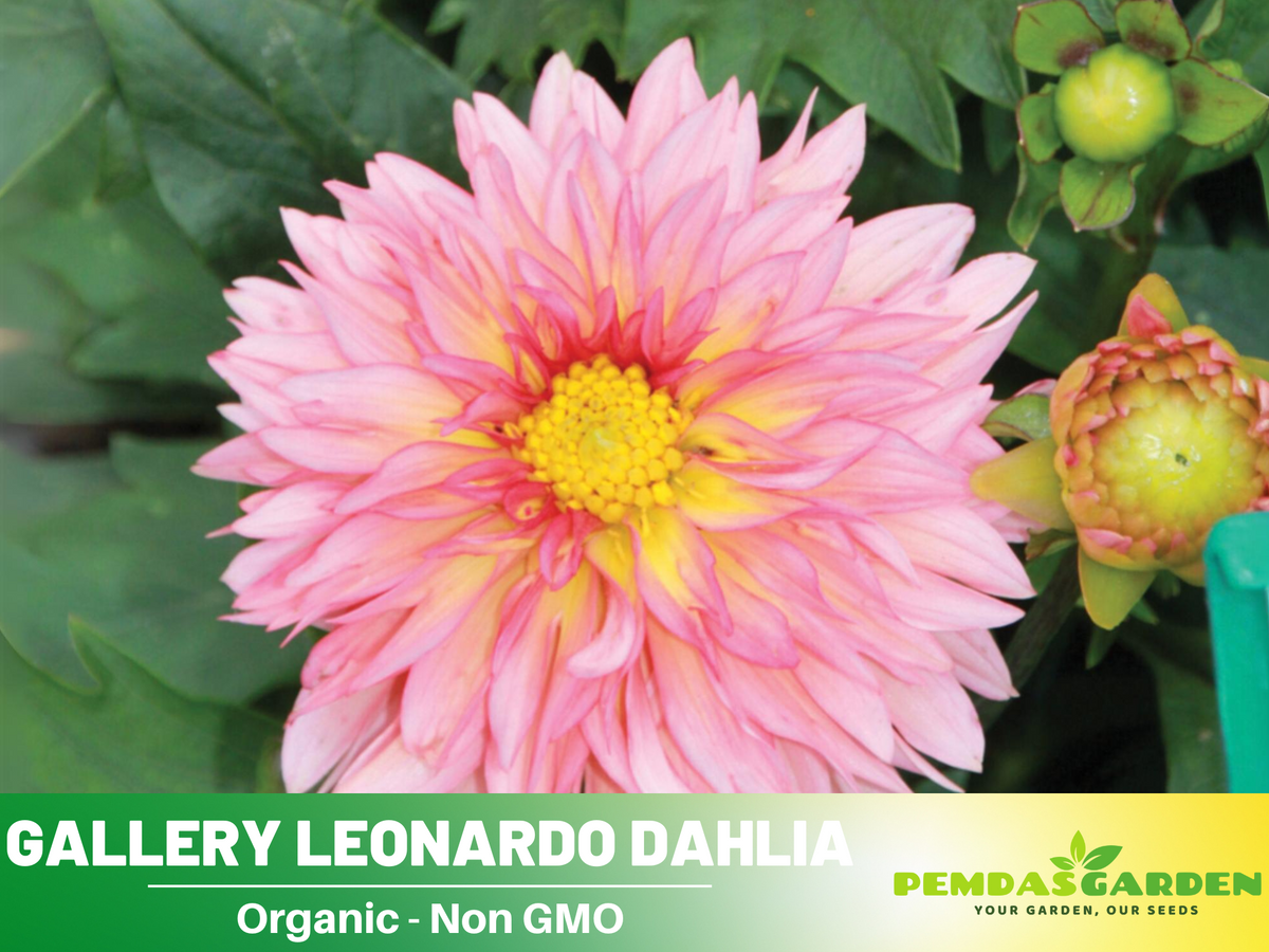 40+ Seeds|  Gallery Leonardo Dahlia  Perennial Seeds #D081