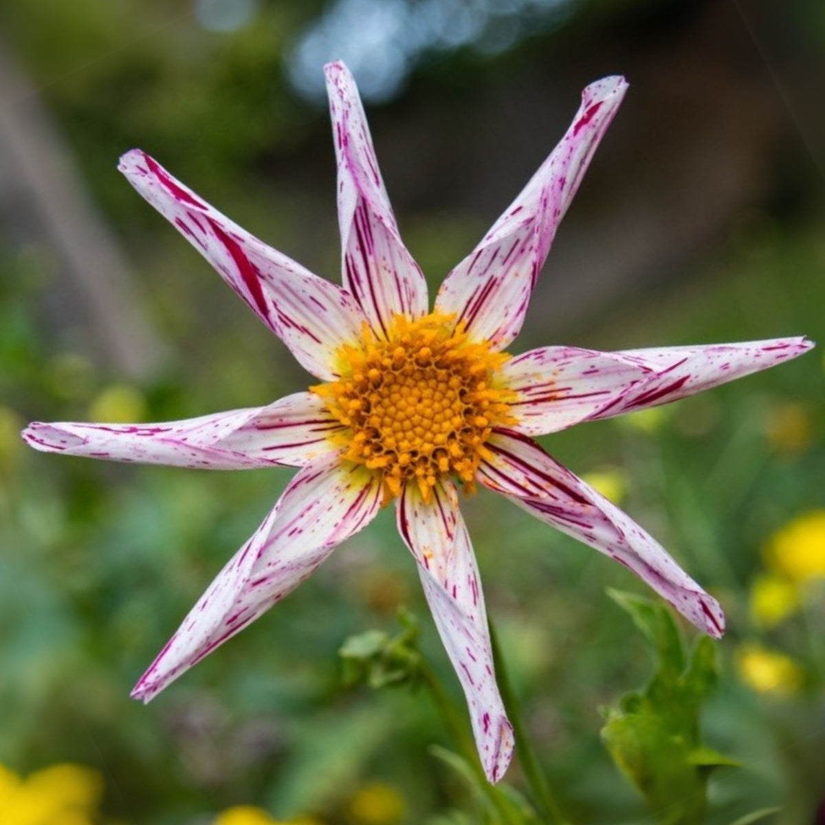 Mignon Destiny's Teacher Dahlia Seeds - Colorful Blooms, 40+ seeds