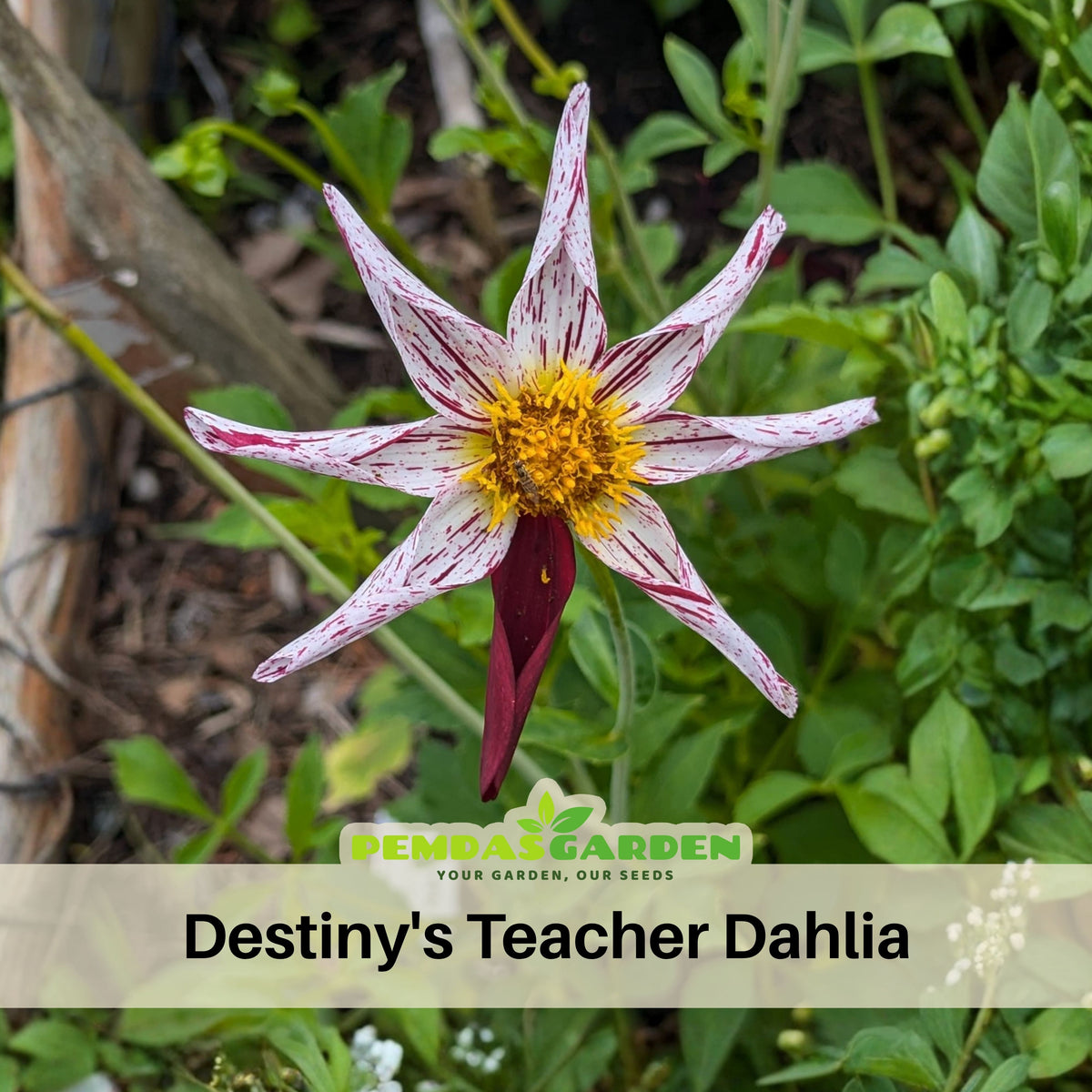 Mignon Destiny's Teacher Dahlia Seeds - Colorful Blooms, 40+ seeds