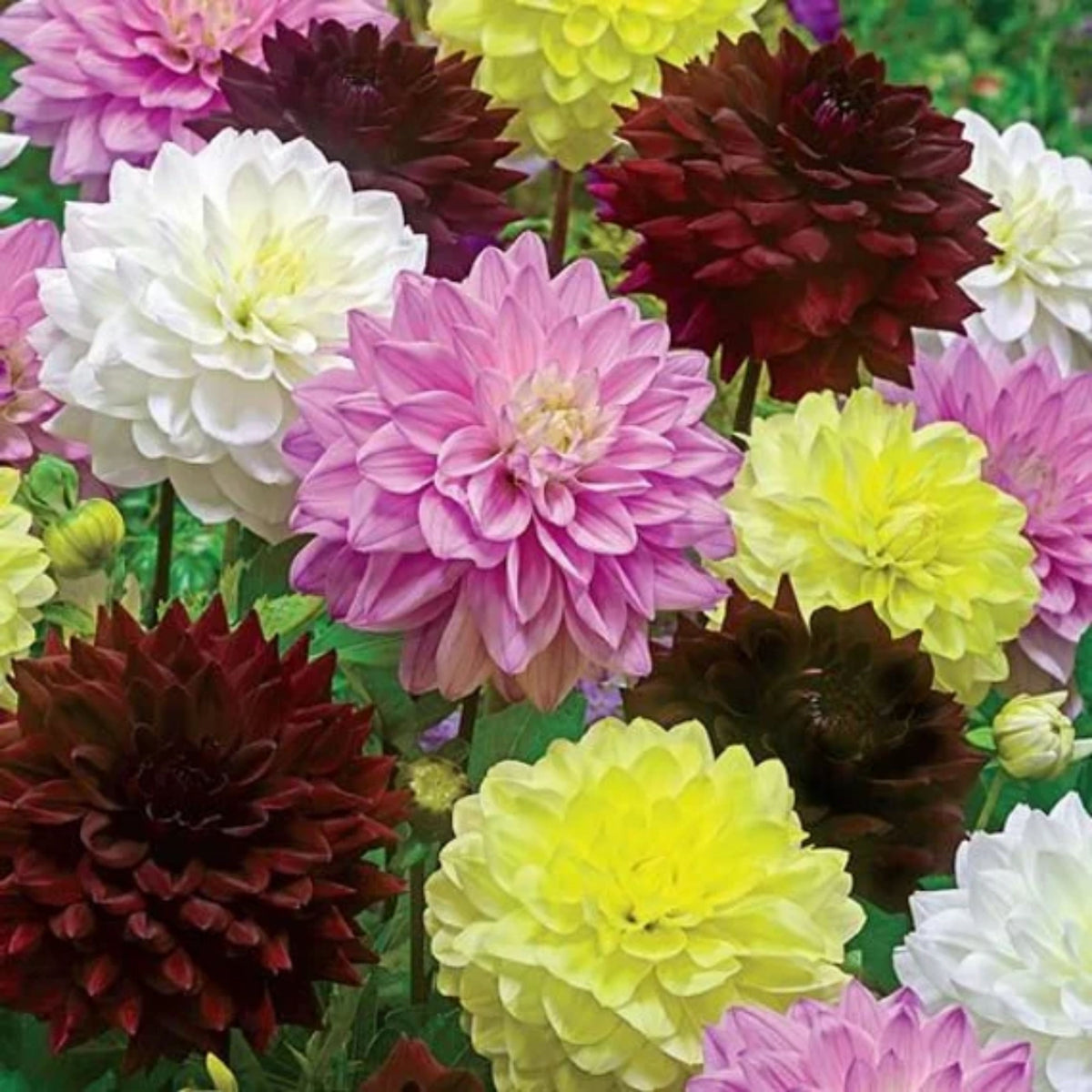 Dinnerplate Mix Dahlia Seeds - Heirloom Dahlia Mix, 40+ seeds