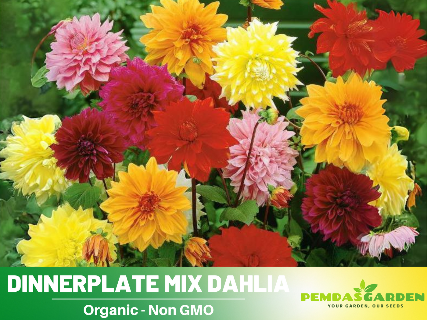 dahlia seed mix 40+ Seeds| Dinnerplate Mix Dahlia Seeds– Heirloom Dahlia Mix, Colorful – PEMDASGARDEN