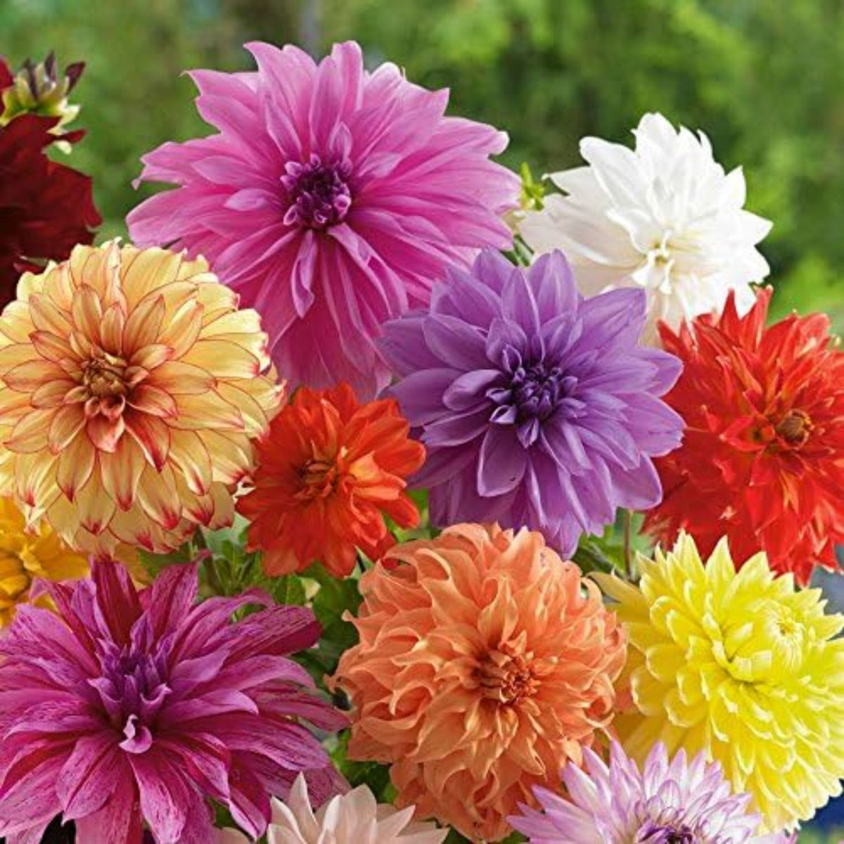 Dinnerplate Mix Dahlia Seeds - Heirloom Dahlia Mix, 40+ seeds