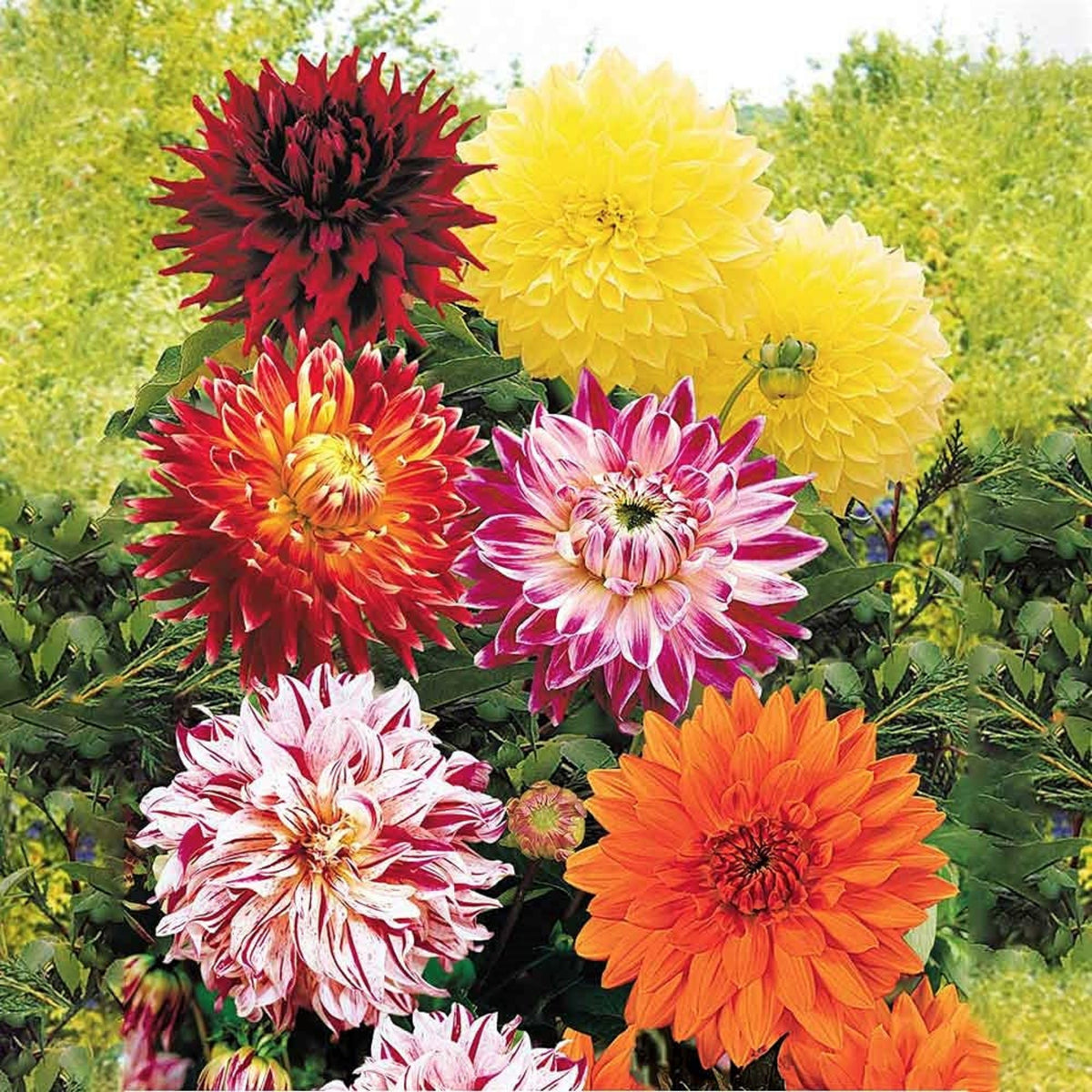 Dinnerplate Mix Dahlia Seeds - Heirloom Dahlia Mix, 40+ seeds