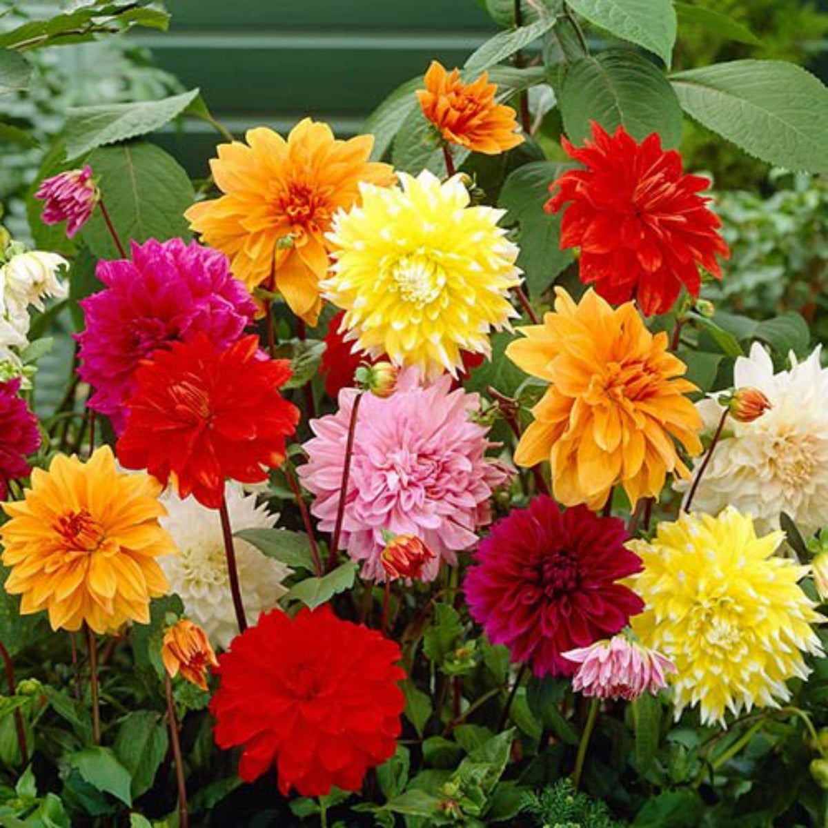 Dinnerplate Mix Dahlia Seeds - Heirloom Dahlia Mix, 40+ seeds
