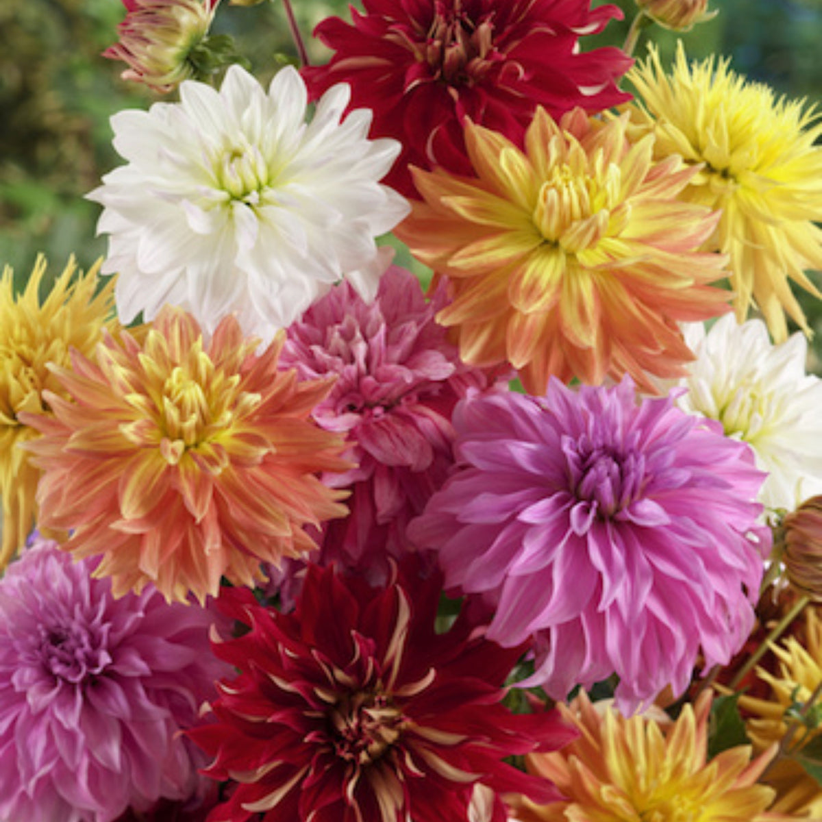 Dinnerplate Mix Dahlia Seeds - Heirloom Dahlia Mix, 40+ seeds