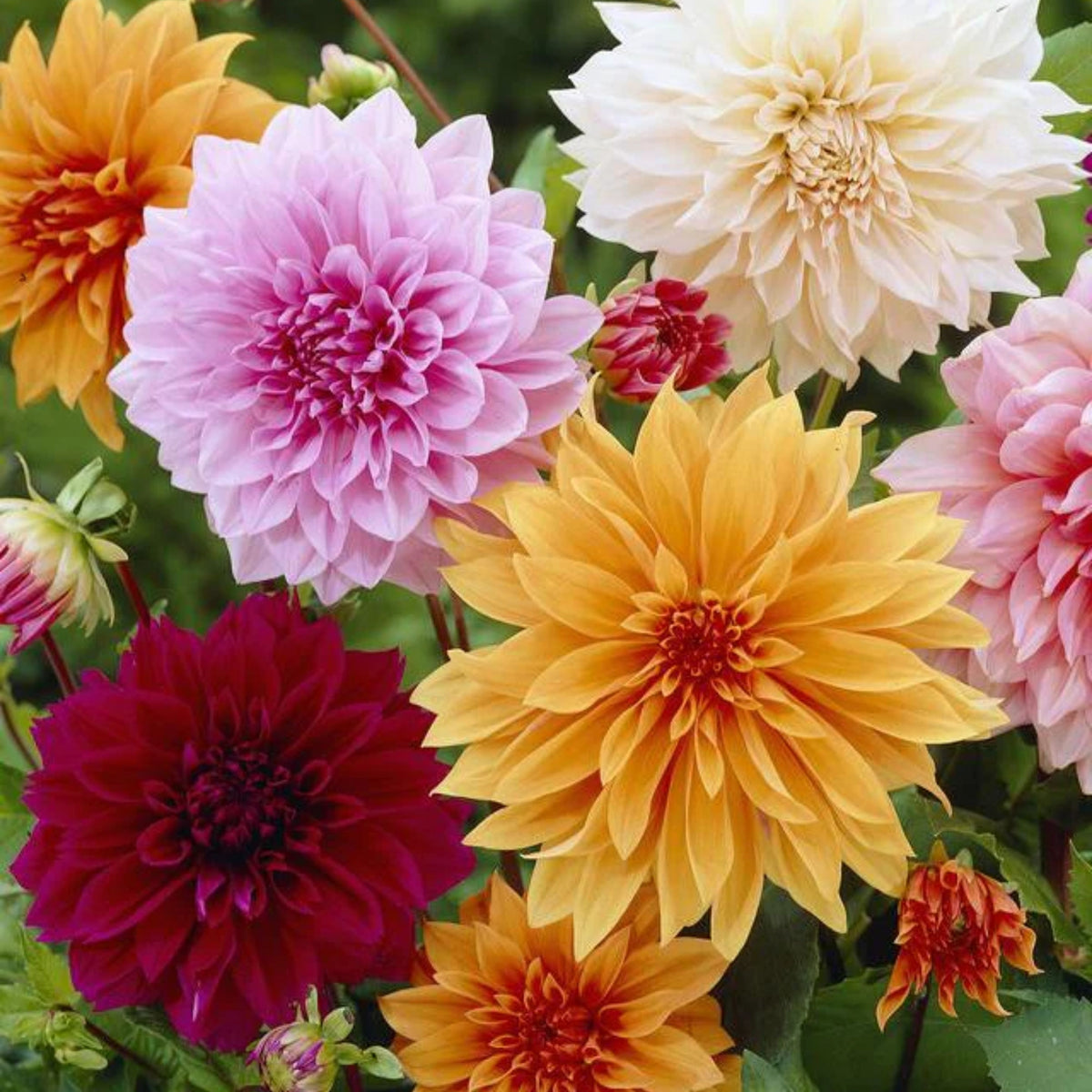 Dinnerplate Mix Dahlia Seeds - Heirloom Dahlia Mix, 40+ seeds