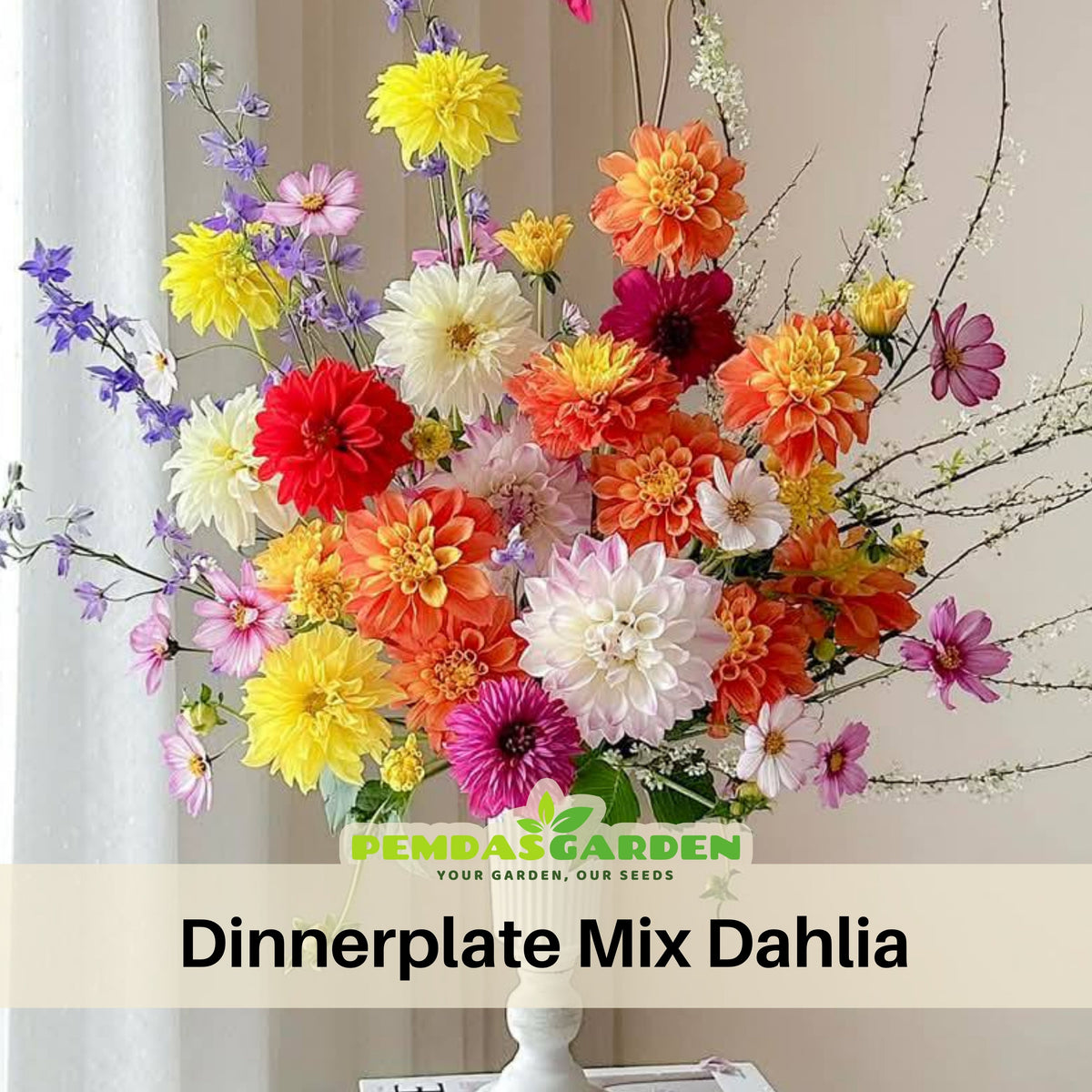 Dinnerplate Mix Dahlia Seeds - Heirloom Dahlia Mix, 40+ seeds