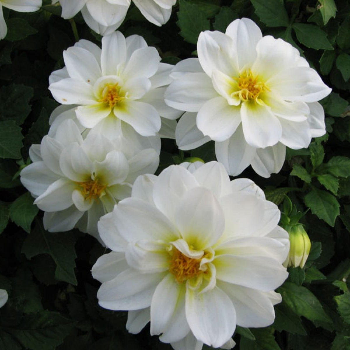 Cantarino Dahlia Perennial Seeds - Mixed Color Blooms, 40+ seeds