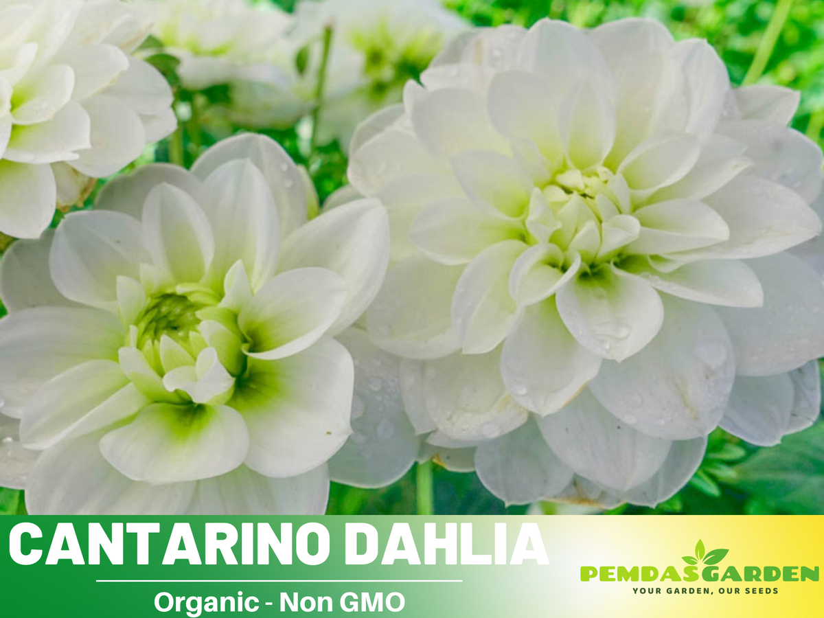40+ Seeds|  Cantarino Dahlia Perennial Seeds #D083