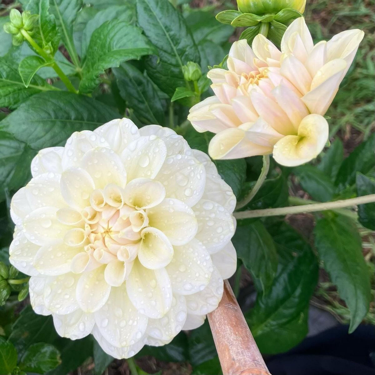 Cantarino Dahlia Perennial Seeds - Mixed Color Blooms, 40+ seeds