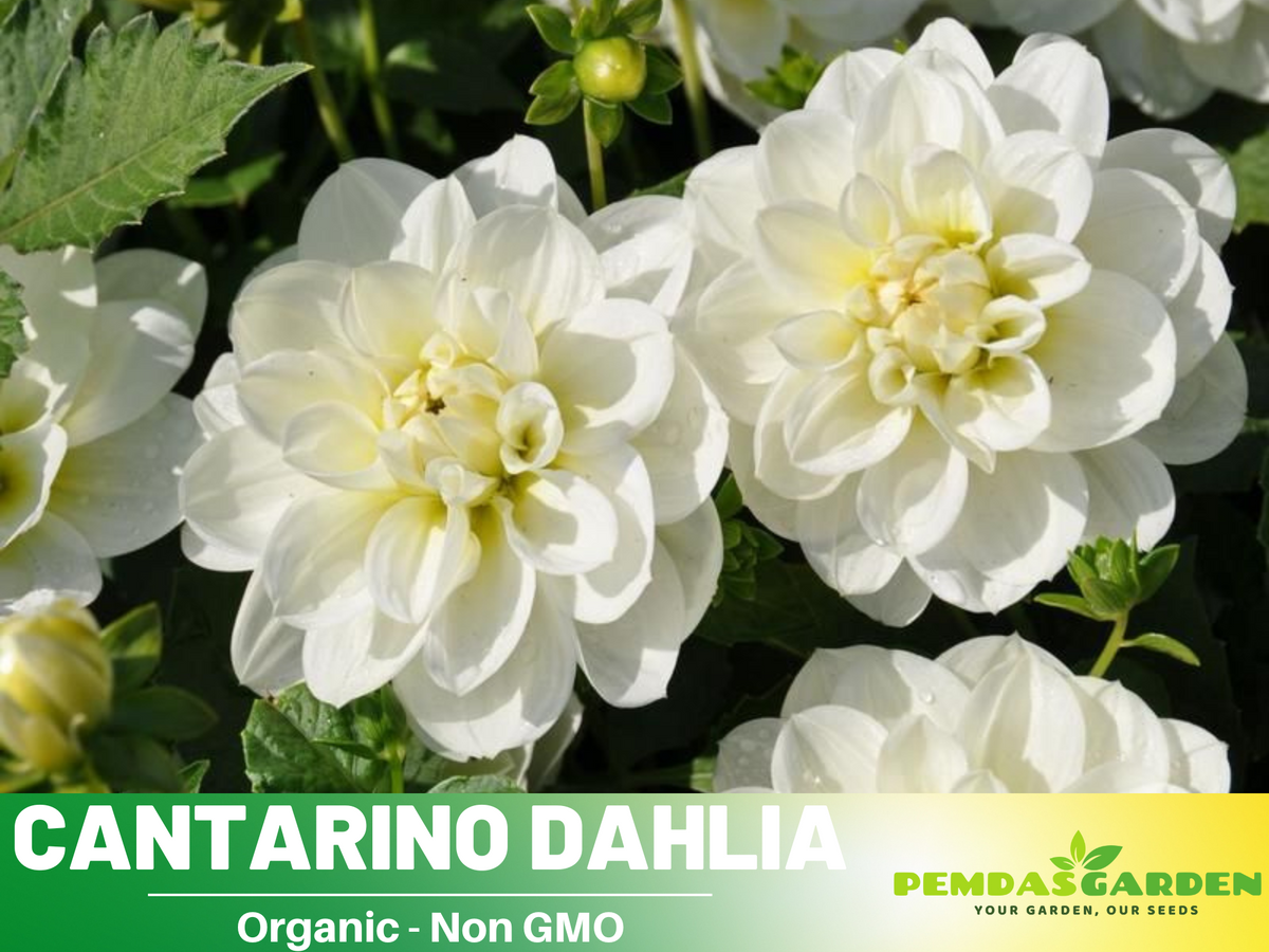 40+ Seeds|  Cantarino Dahlia Perennial Seeds #D083