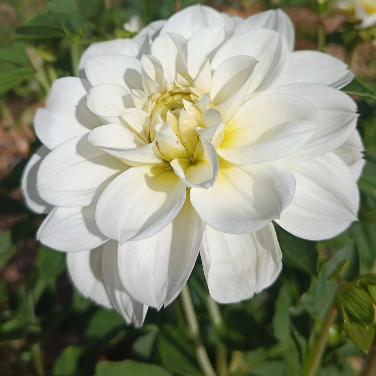 Cantarino Dahlia Perennial Seeds - Mixed Color Blooms, 40+ seeds